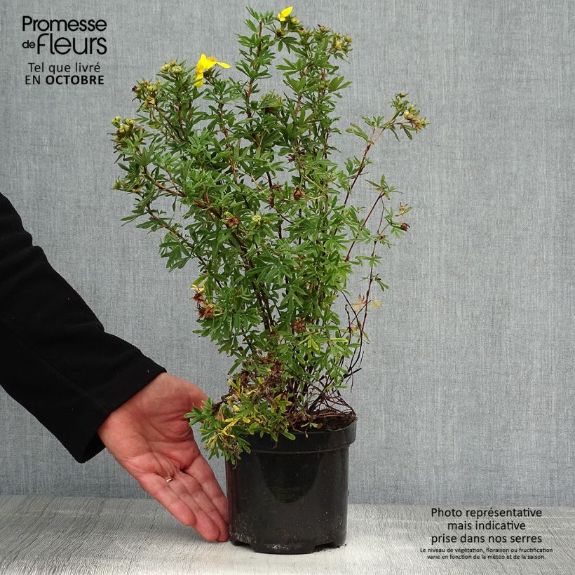 Exemplar von Fingerstrauch Goldfinger - Potentilla fruticosa Topf mit 1L/1,5L wie im Herbst geliefert