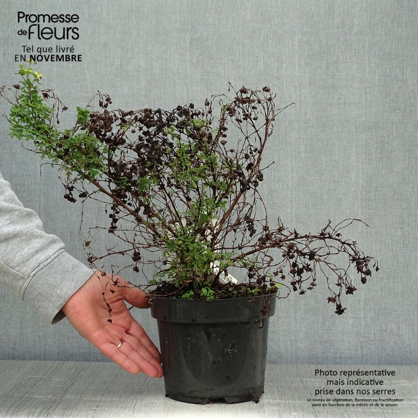 Exemplar von Fingerstrauch Limelight - Potentilla fruticosa Topf mit 3L/4L wie im Herbst geliefert