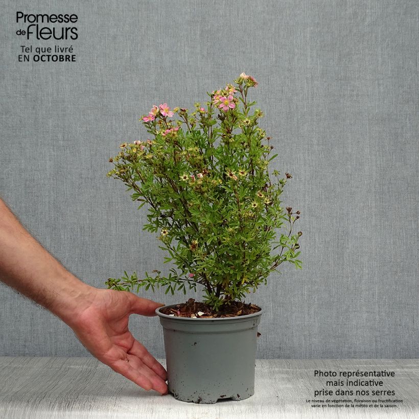 Exemplar von Fingerstrauch Lovely Pink - Potentilla fruticosa Topf mit 1,5L/2L wie im Herbst geliefert