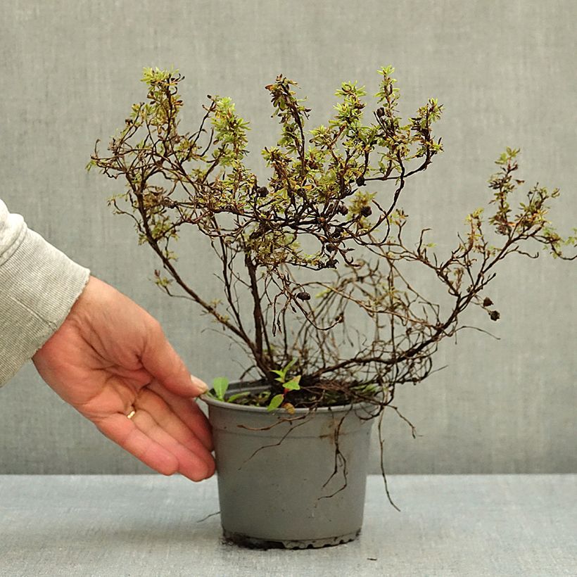 Exemplar von Fingerstrauch Marian Red Robin - Potentilla fruticosa Topf mit 1L/1,5L wie im Herbst geliefert