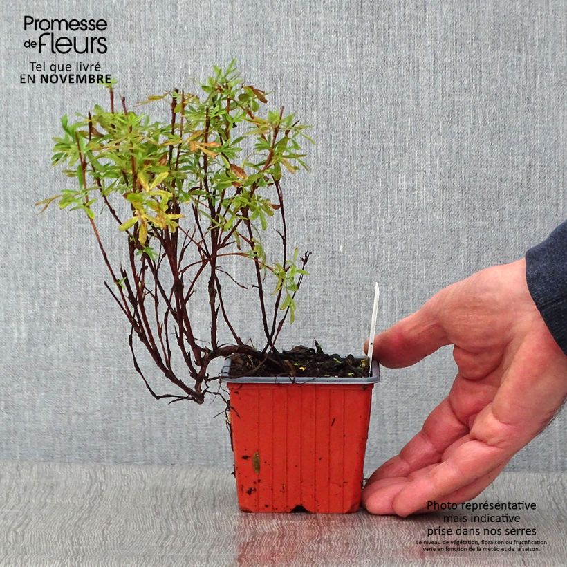 Exemplar von Fingerstrauch Pink Paradise - Potentilla fruticosa Kleine Töpfe von 8/9 cm wie im Herbst geliefert