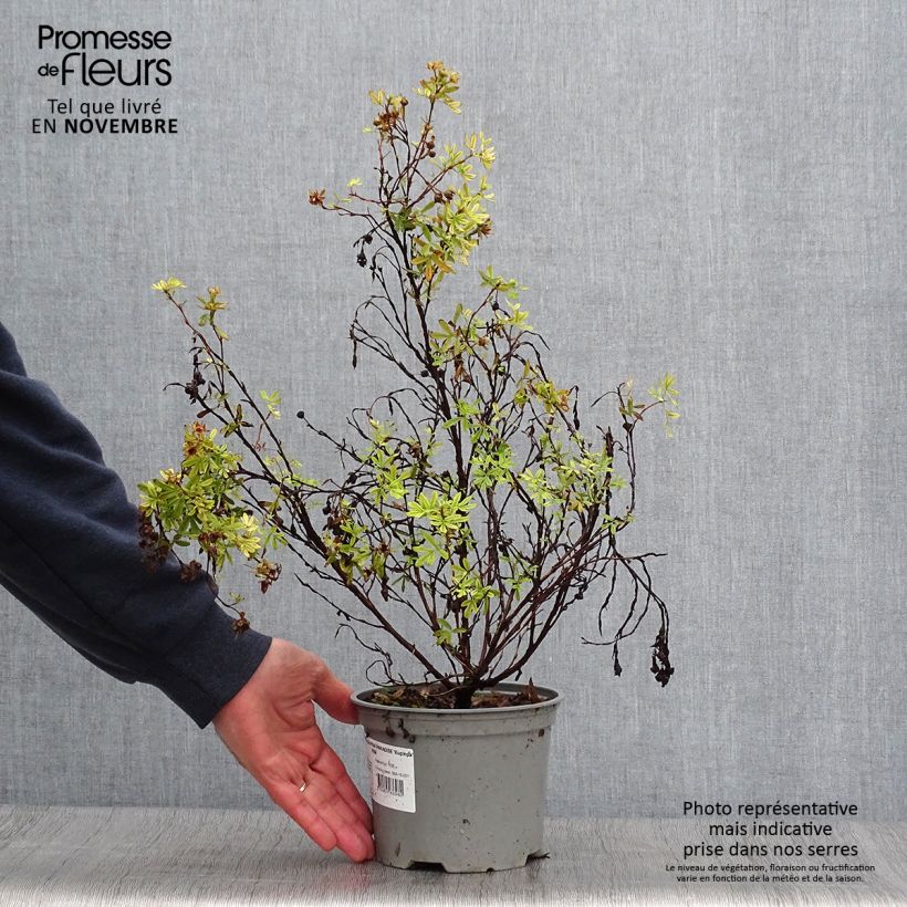 Exemplar von Fingerstrauch Pink Paradise - Potentilla fruticosa Topf mit 2L/3L wie im Herbst geliefert