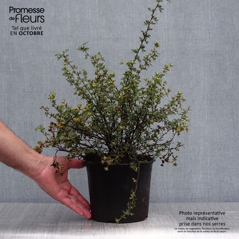 Exemplar von Fingerstrauch Primrose Beauty - Potentilla fruticosa Topf mit 2L/3L wie im Herbst geliefert