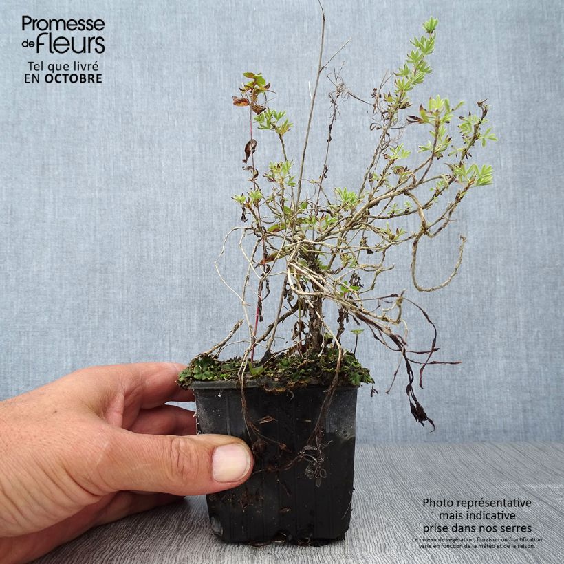 Exemplar von Fingerstrauch Red Ace - Potentilla fruticosa Kleine Töpfe von 8/9 cm wie im Herbst geliefert