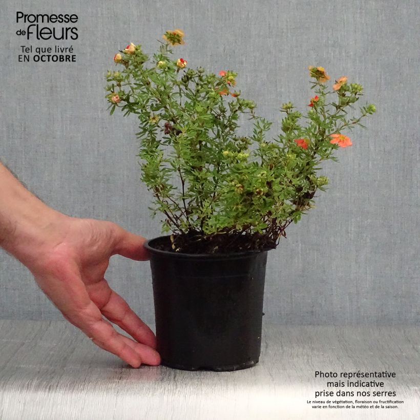 Exemplar von Fingerstrauch Red Ace - Potentilla fruticosa Topf mit 1L/1,5L wie im Herbst geliefert