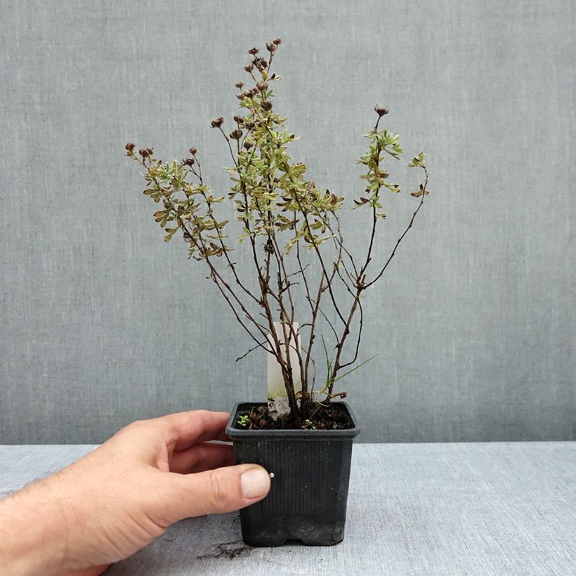 Exemplar von Fingerstrauch Sommerflor - Potentilla fruticosa Kleine Töpfe von 8/9 cm wie im Herbst geliefert
