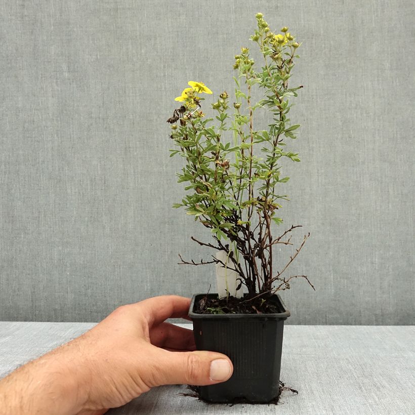 Exemplar von Fingerstrauch Sommerflor - Potentilla fruticosa Kleine Töpfe von 8/9 cm wie im Sommer geliefert