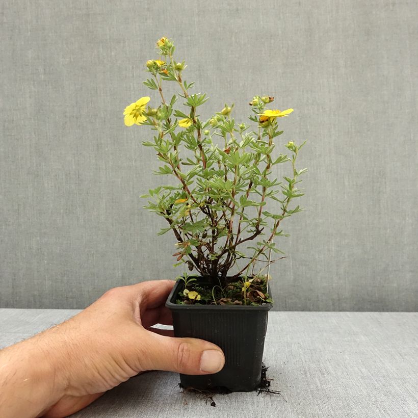 Exemplar von Potentilla fruticosa Sommerflor- Potentille arbustive Godet de 8/9 cm wie im Frühjahr geliefert