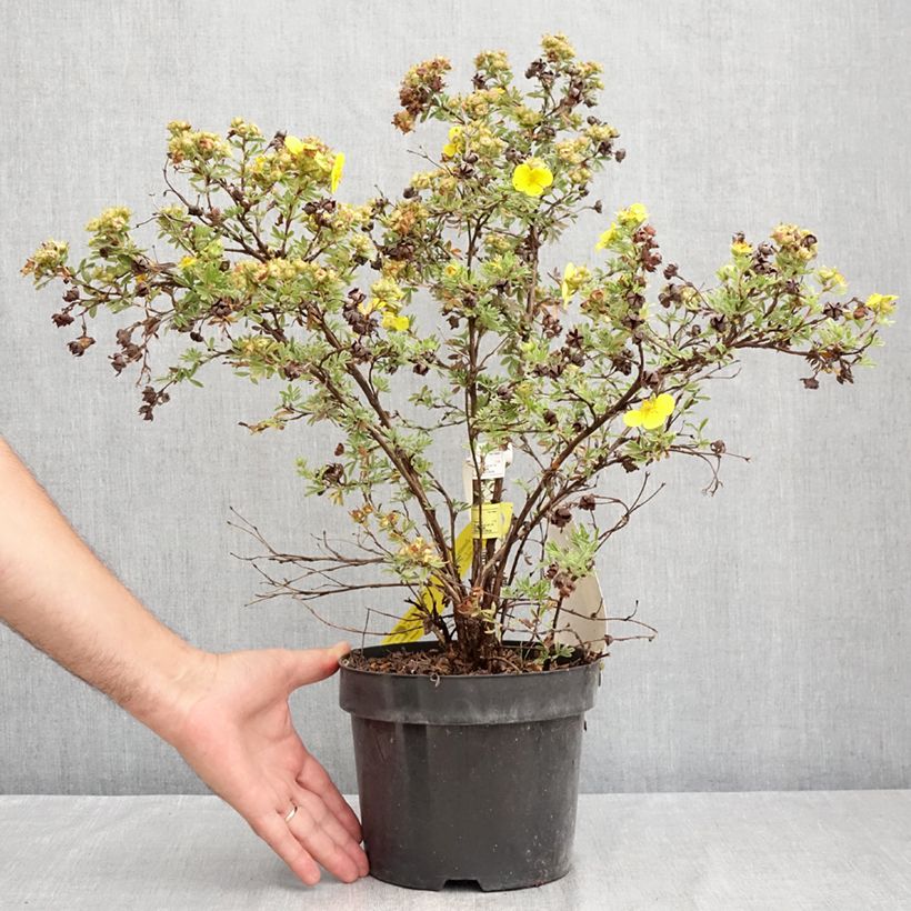 Exemplar von Fingerstrauch Sommerflor - Potentilla fruticosa Topf mit 2L/3L wie im Sommer geliefert
