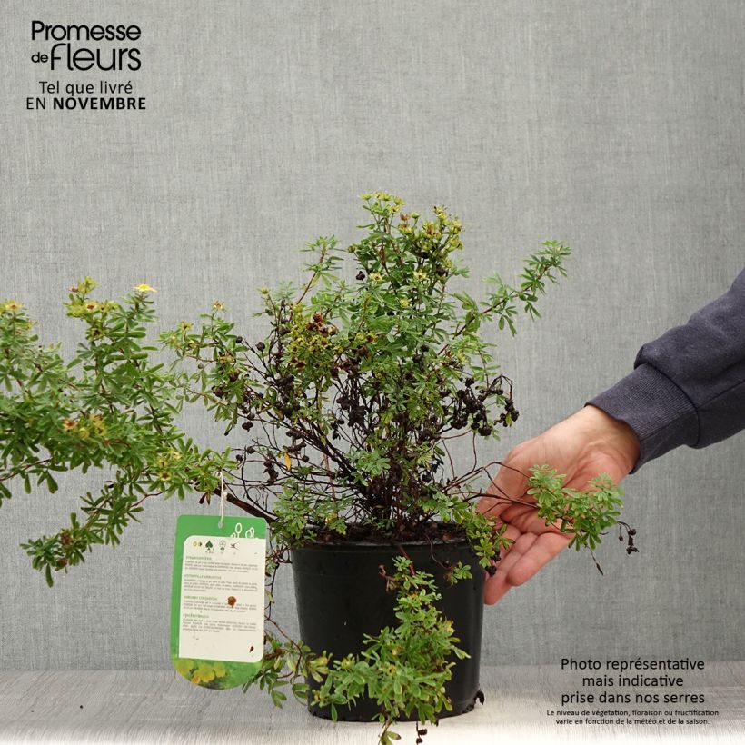 Exemplar von Fingerstrauch Tangerine - Potentilla fruticosa Topf mit 2L/3L wie im Herbst geliefert