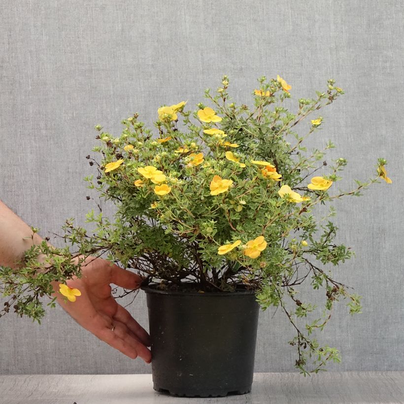 Exemplar von Fingerstrauch Tangerine - Potentilla fruticosa Topf mit 2L/3L wie im Sommer geliefert