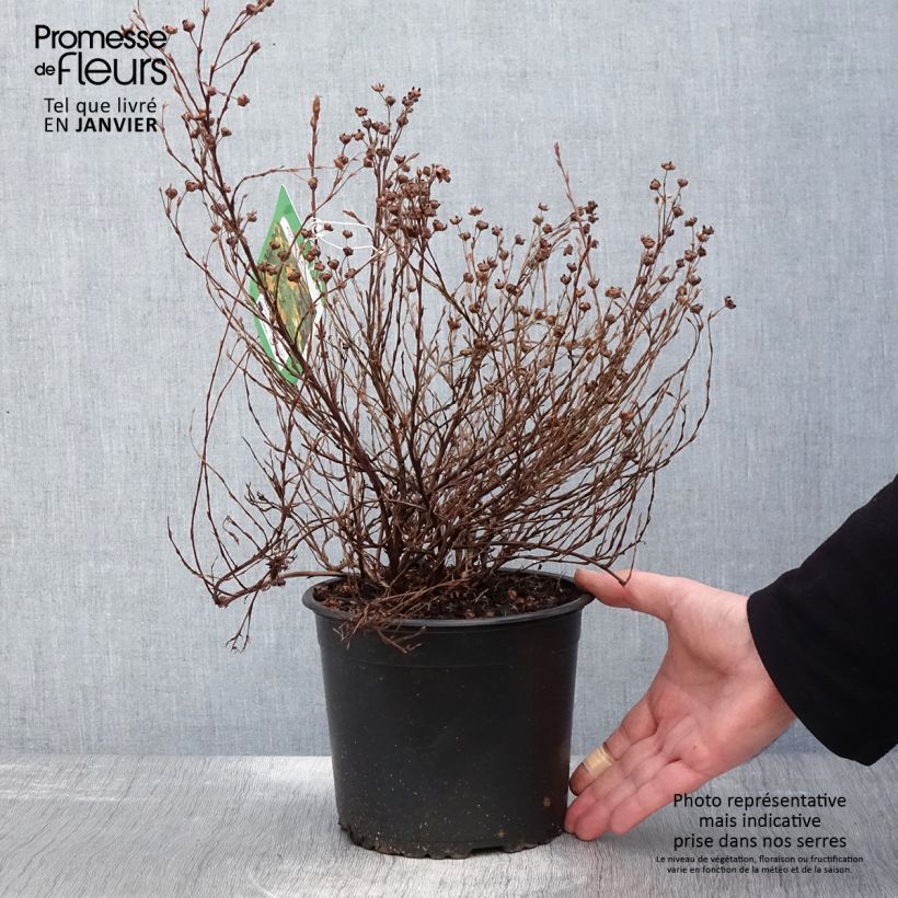 Exemplar von Fingerstrauch Tangerine - Potentilla fruticosa Topf mit 2L/3L wie im Winter geliefert