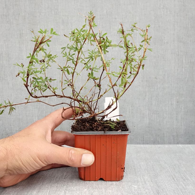 Exemplar von Fingerstrauch Tangerine - Potentilla fruticosa Kleine Töpfe von 8/9 cm wie im Herbst geliefert