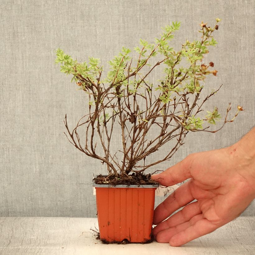 Exemplar von Fingerstrauch Tangerine - Potentilla fruticosa Kleine Töpfe von 8/9 cm wie im Sommer geliefert