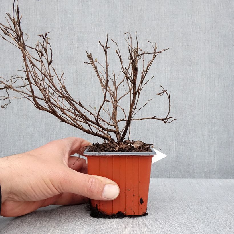 Exemplar von Fingerstrauch Tangerine - Potentilla fruticosa Kleine Töpfe von 8/9 cm wie im Frühjahr geliefert