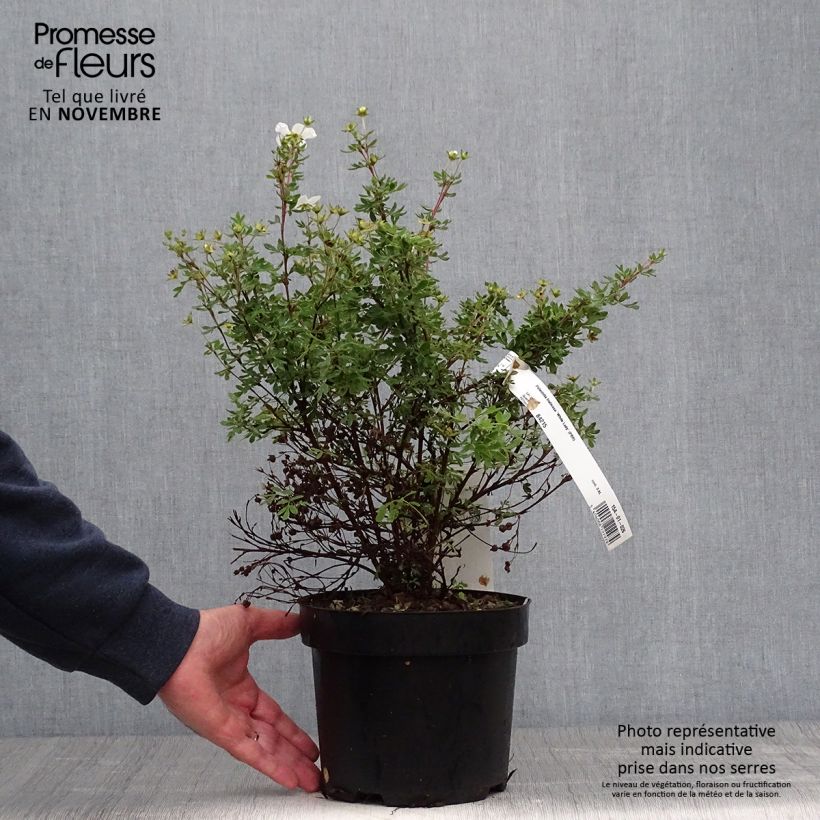 Exemplar von Fingerstrauch White Lady - Potentilla fruticosa Topf mit 3L/4L wie im Herbst geliefert