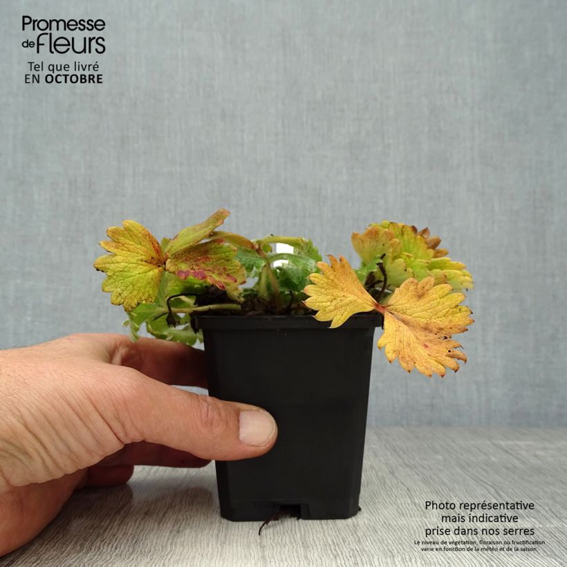 Exemplar von Potentilla megalantha - Großblütiges Fingerkraut Kleine Töpfe von 8/9 cm wie im Herbst geliefert