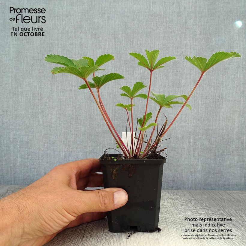 Exemplar von Potentilla nepalensis Miss Willmot - Nepal-Fingerkraut Kleine Töpfe von 8/9 cm wie im Herbst geliefert