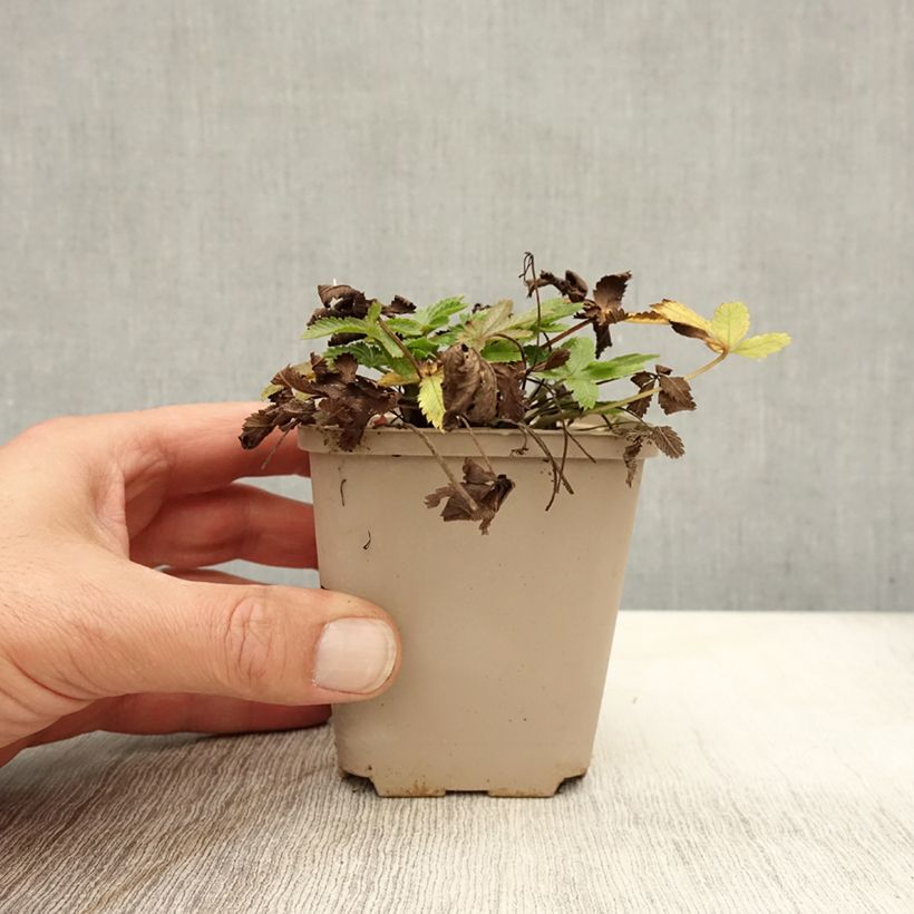 Exemplar von Potentilla recta var. sulphurea - Aufrechtes Fingerkraut Kleine Töpfe von 8/9 cm wie im Herbst geliefert