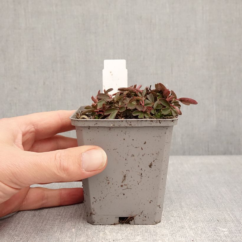 Exemplar von Potentilla tridentata Nuuk - Dreizähniges Fingerkraut Kleine Töpfe von 8/9 cm wie im Winter geliefert