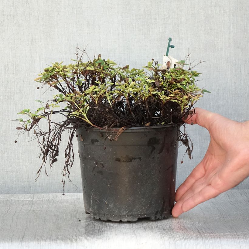 Exemplar von Potentilla tridentata Nuuk - Dreizähniges Fingerkraut Topf mit 1,5L/2L wie im Herbst geliefert