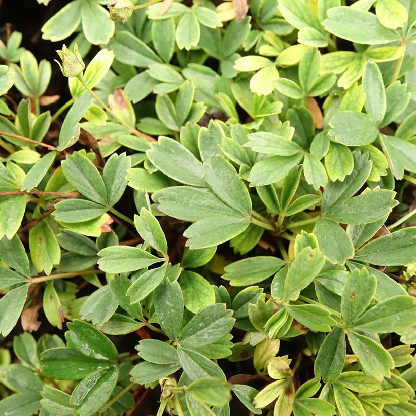 Potentilla tridentata Nuuk - Dreizähniges Fingerkraut (Laub)