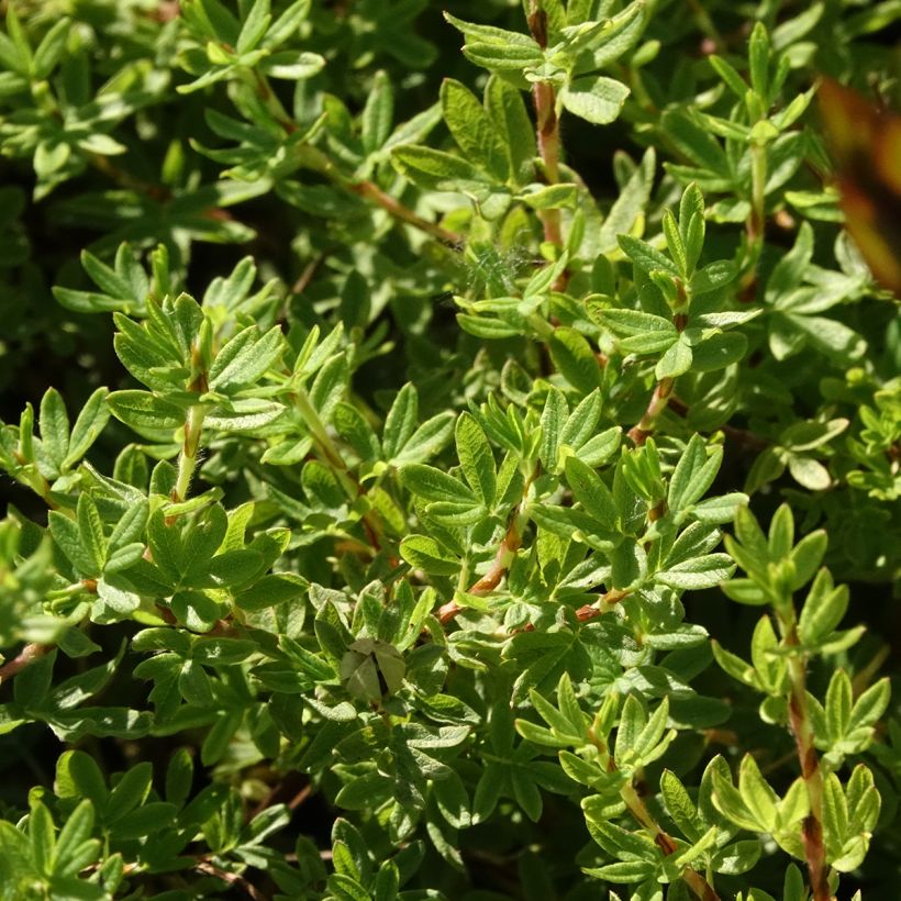 Fingerstrauch Bella Apple - Potentilla fruticosa (Blüte)