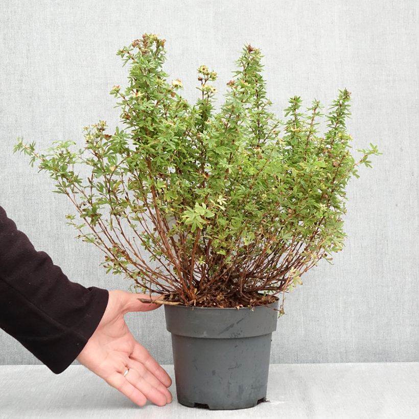 Exemplar von Fingerstrauch Bella Apple - Potentilla fruticosa Topf mit 2L/3L wie im Herbst geliefert