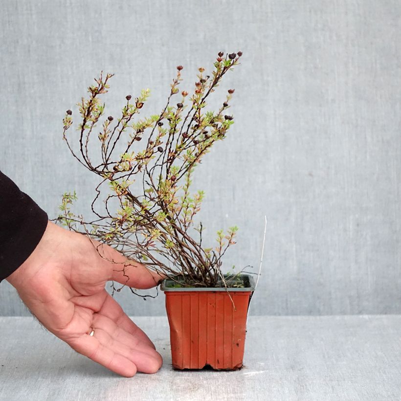 Exemplar von Fingerstrauch Bella Lindsey - Potentilla fruticosa Kleine Töpfe von 8/9 cm wie im Herbst geliefert