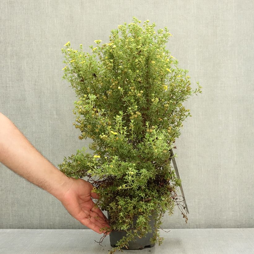 Exemplar von Fingerstrauch Bella Lindsey - Potentilla fruticosa Topf mit 2L/3L wie im Sommer geliefert