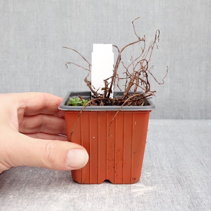 Exemplar von Fingerstrauch Bella Rosa - Potentilla fruticosa Kleine Töpfe von 8/9 cm wie im Winter geliefert