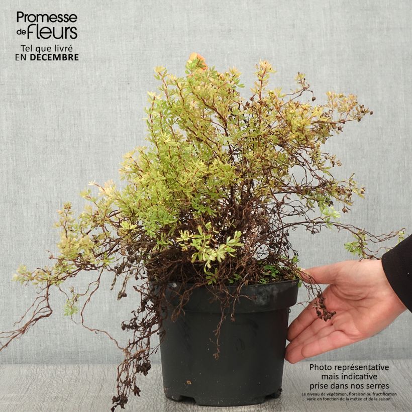 Exemplar von Fingerstrauch Bella Sol - Potentilla fruticosa Topf mit 2L/3L wie im Herbst geliefert