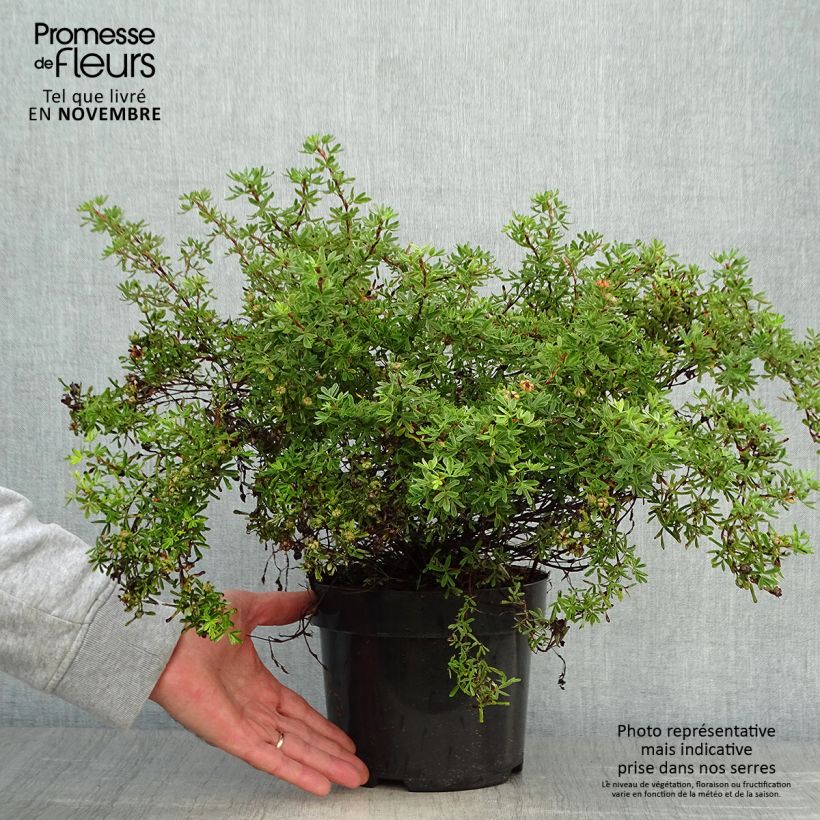 Exemplar von Fingerstrauch Hopley's Orange - Potentilla fruticosa Topf mit 3L/4L wie im Herbst geliefert