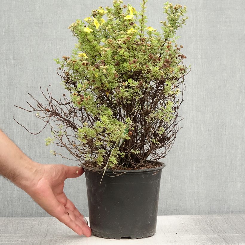 Exemplar von Fingerstrauch Kobold - Potentilla fruticosa Topf mit 3L/4L wie im Sommer geliefert
