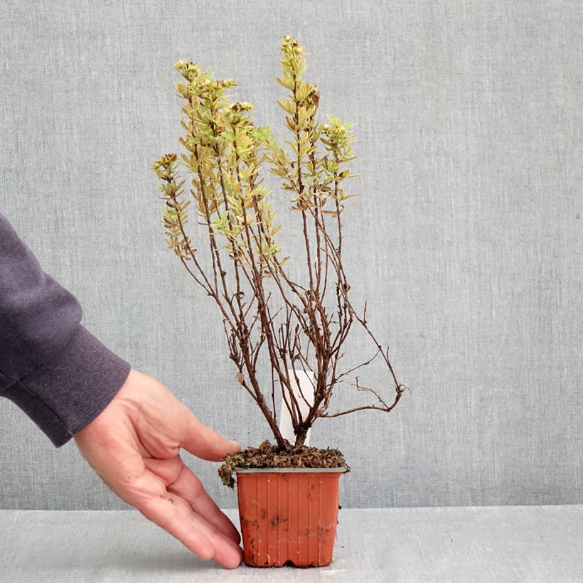 Exemplar von Fingerstrauch Marmalade - Potentilla fruticosa Kleine Töpfe von 8/9 cm wie im Herbst geliefert