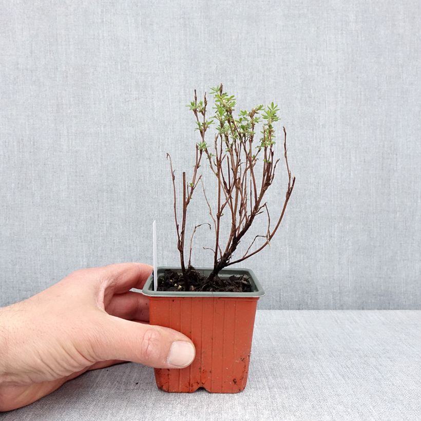 Exemplar von Fingerstrauch Marmalade - Potentilla fruticosa Kleine Töpfe von 8/9 cm wie im Frühjahr geliefert