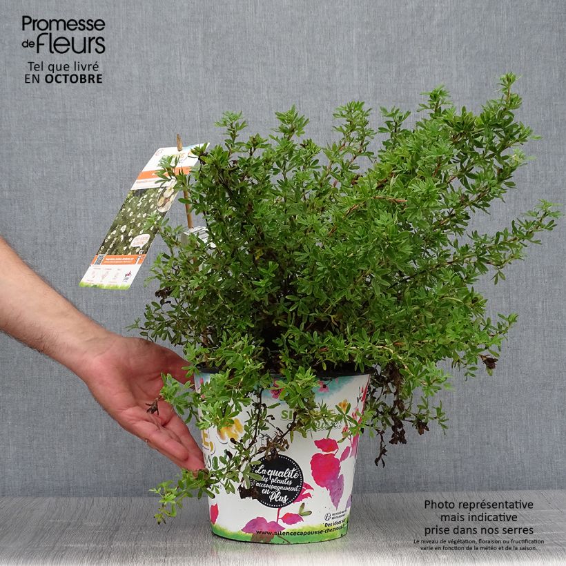 Exemplar von Fingerstrauch Double Punch Cream - Potentilla fruticosa Topf mit 3L/4L wie im Herbst geliefert