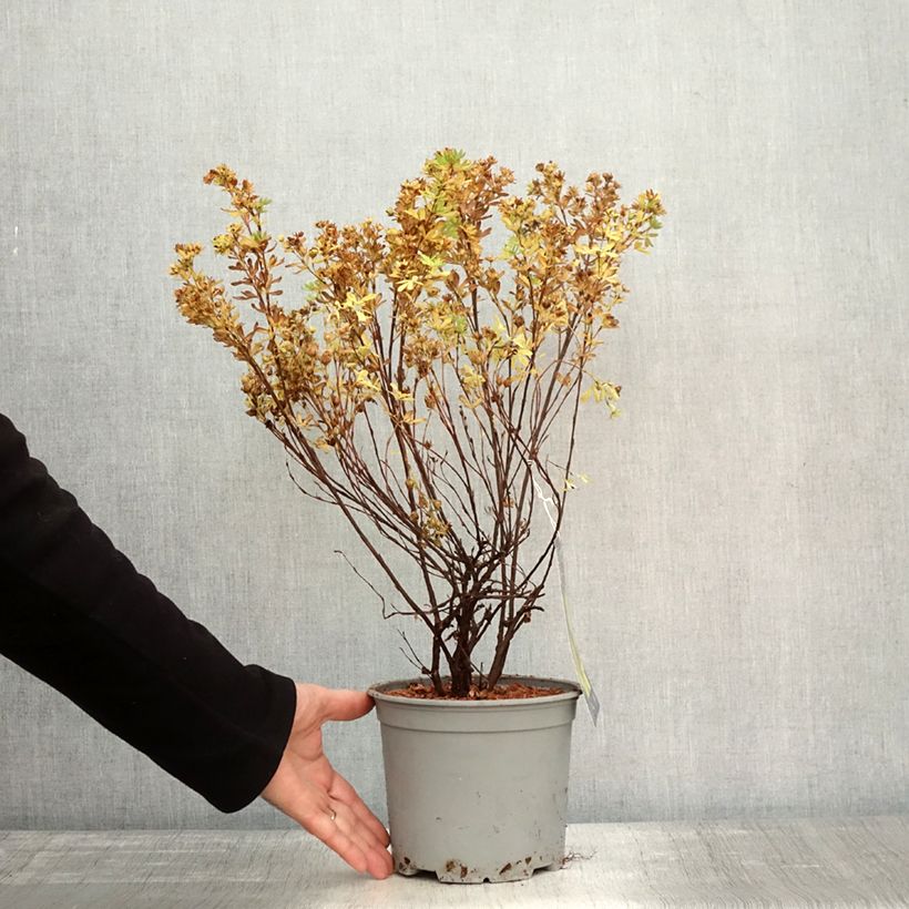 Exemplar von Fingerstrauch Double Punch Gold - Potentilla fruticosa Topf mit 3L/4L wie im Herbst geliefert