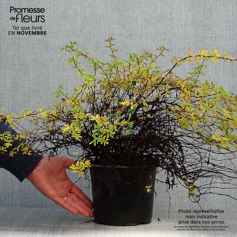 Exemplar von Fingerstrauch Elizabeth - Potentilla fruticosa Topf mit 2L/3L wie im Herbst geliefert
