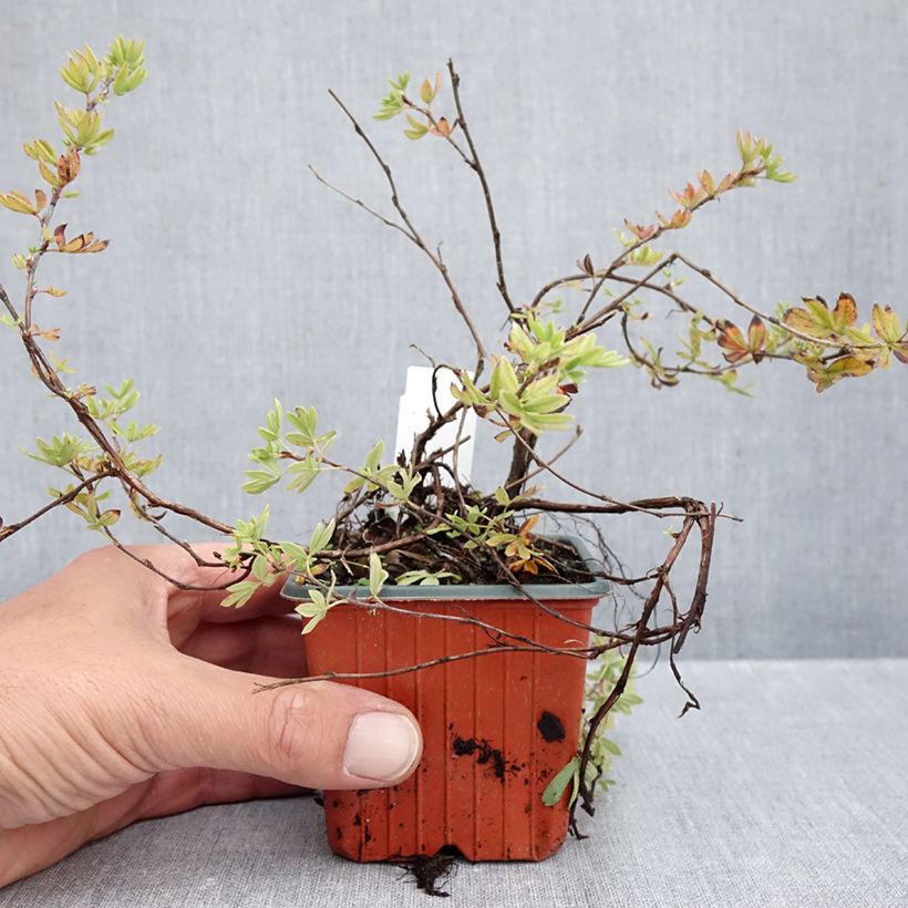 Exemplar von Fingerstrauch Elizabeth - Potentilla fruticosa Kleine Töpfe von 8/9 cm wie im Herbst geliefert