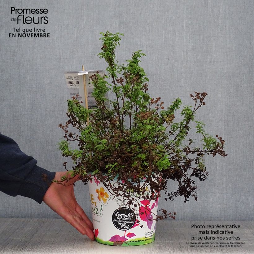 Exemplar von Fingerstrauch Red'issima - Potentilla fruticosa Topf mit 4L/5L wie im Herbst geliefert