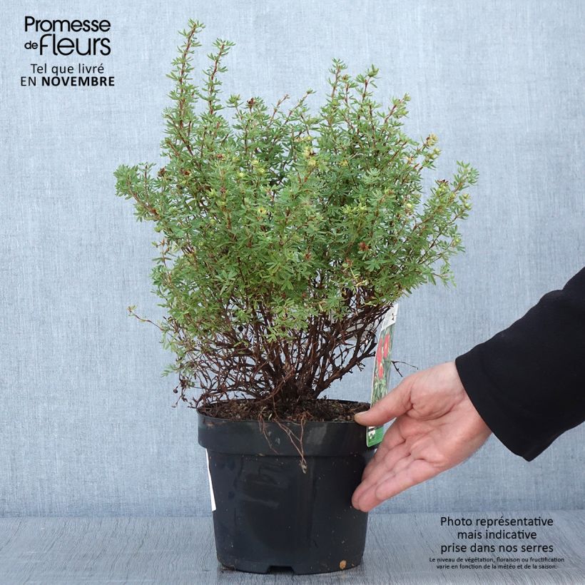Exemplar von Fingerstrauch Red Lady - Potentilla fruticosa Topf mit 2L/3L wie im Herbst geliefert