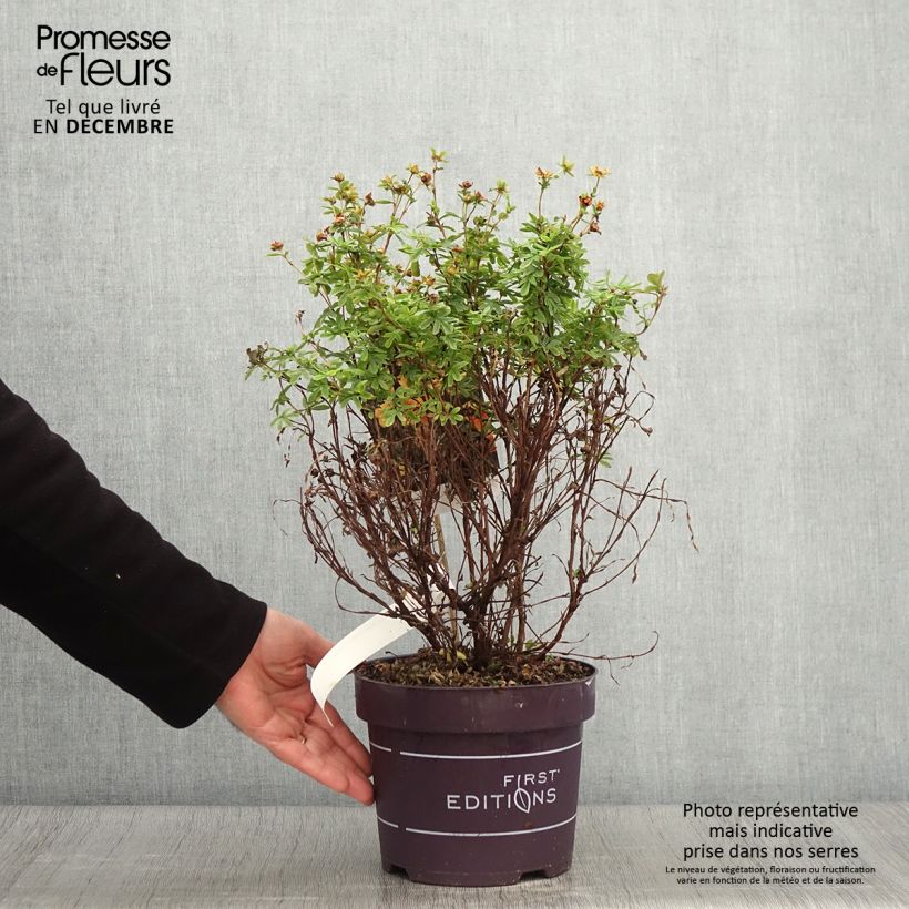 Exemplar von Fingerstrauch Mandarin Tango - Potentilla fruticosa Topf mit 2L/3L wie im Herbst geliefert