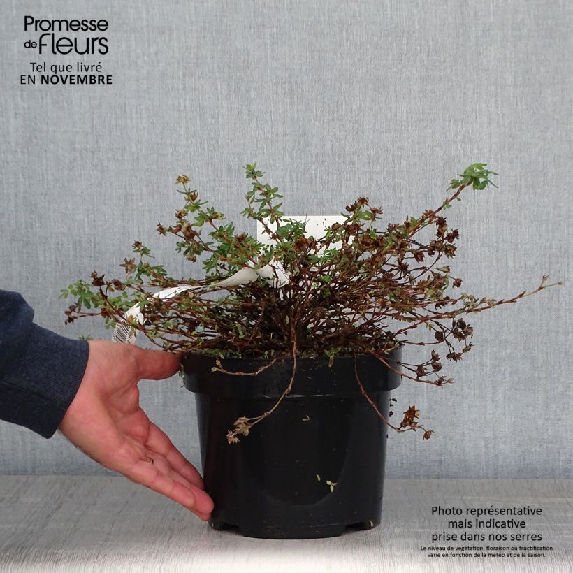 Exemplar von Fingerstrauch Medicine Wheel Mountain - Potentilla fruticosa Topf mit 2L/3L wie im Herbst geliefert