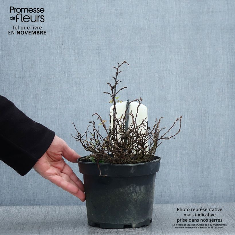 Exemplar von Fingerstrauch Tilford Cream - Potentilla fruticosa Topf mit 2L/3L wie im Herbst geliefert
