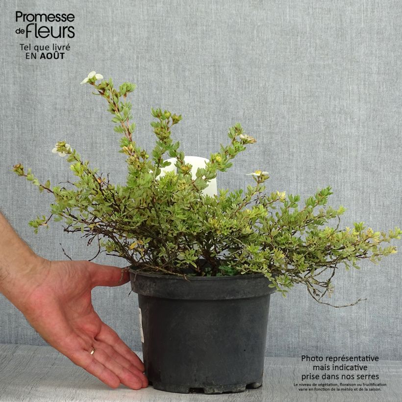 Exemplar von Fingerstrauch Tilford Cream - Potentilla fruticosa Topf mit 2L/3L wie im Sommer geliefert
