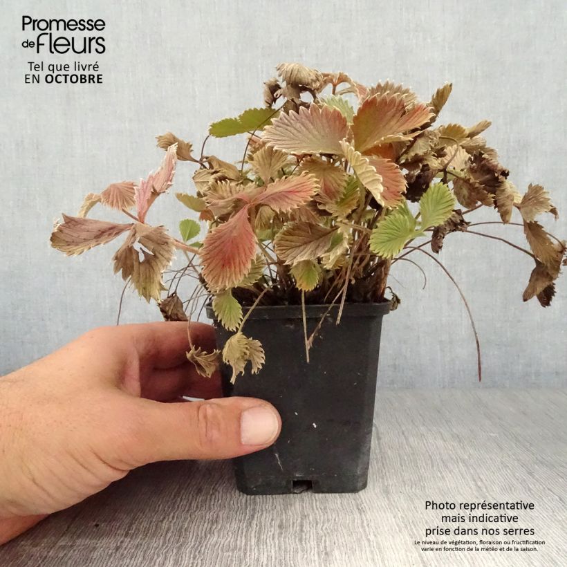 Exemplar von Blutrotes Fingerkraut - Potentilla atrosanguinea Kleine Töpfe von 8/9 cm wie im Herbst geliefert