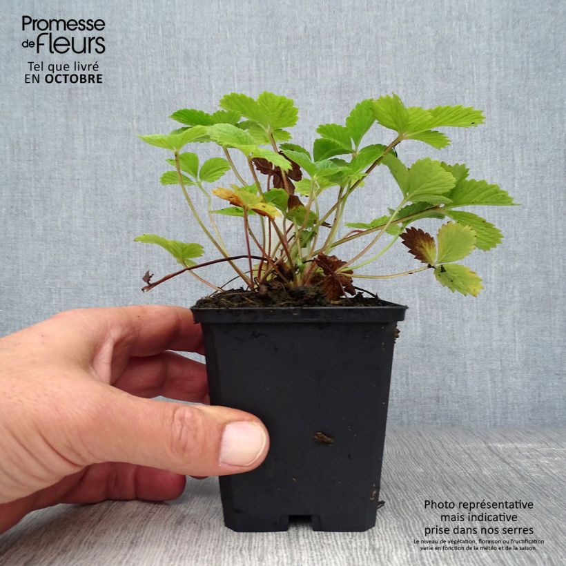 Exemplar von Potentilla Gibson s Scarlet - Blutrotes Fingerkraut Kleine Töpfe von 8/9 cm wie im Herbst geliefert