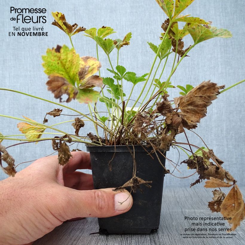 Exemplar von Potentilla tonguei - Fingerkraut Kleine Töpfe von 8/9 cm wie im Herbst geliefert