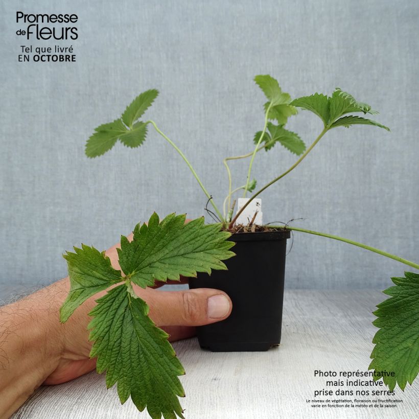 Exemplar von Potentilla William Rollisson - Oranges Fingerkraut Kleine Töpfe von 8/9 cm wie im Herbst geliefert